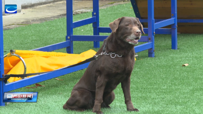 退役警犬招募领养 近百个“温暖的家”争相申请