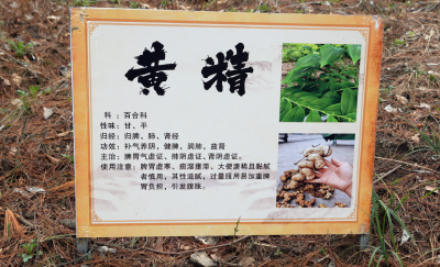 林下生“金”药飘香 道地药材促振兴