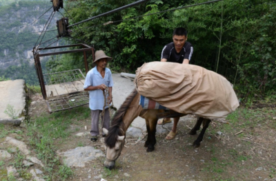 从“索道运茶”到“云端卖茶”的变迁