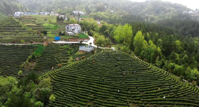 老树不语，茶园作答——一棵老树，何以“红”了一座山村？