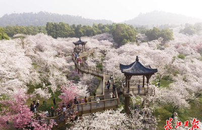 武汉：中国“城市春光”第一城