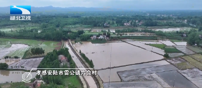 迎战强降雨 | 扶秧苗 排积水 抢烘干 湖北多地展开田间生产自救