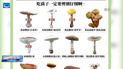 近期降雨增多 谨防野生毒蘑菇中毒