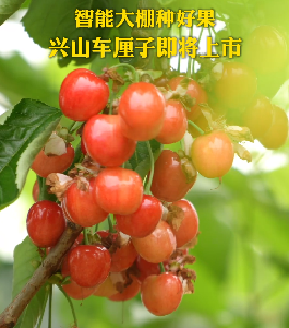 智能大棚种好果 兴山车厘子即将上市