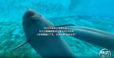 AI“奶爸”再升级！长江江豚有了“超级育婴室”