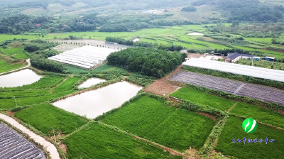 直播预告|京山市石龙镇陈湾村阳光玫瑰开始采摘喽