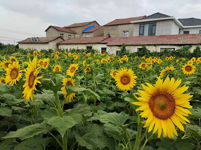 京山市新市街道白谷洞村：万株油葵绽笑颜