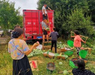 京山市新市街道高岭村：茶油基地结出甜美西瓜