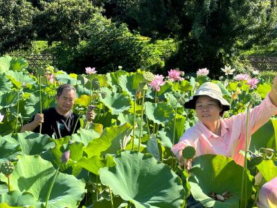 京山市孙桥镇花苑台村：莲子采摘助丰收