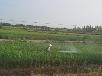 京山市罗店镇：防治水稻病虫害 护好农民“粮袋子”