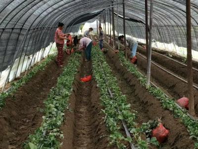 京山市新市街道鄢河村：草莓种植开启甜蜜生活