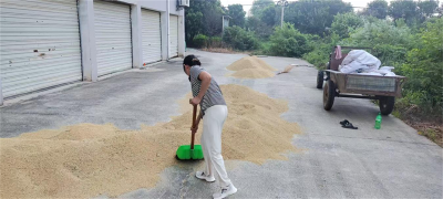 湖北京山：村干部助力农户抢收晾晒中稻