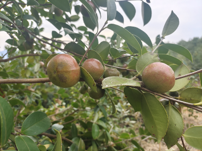 湖北京山：硕果压枝头 油茶香满山