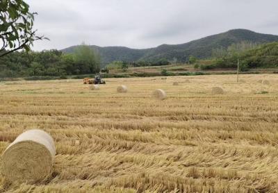 京山市新市街道熊滩村开展秸秆回收及机械翻耕工作