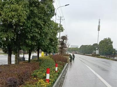 京山市园林绿化服务中心：施肥护绿植 养护靓城区