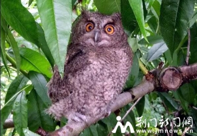 车顶上来了只长耳鸮