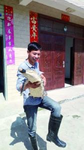 沙洋青年杨威，返乡创业养鳄鱼