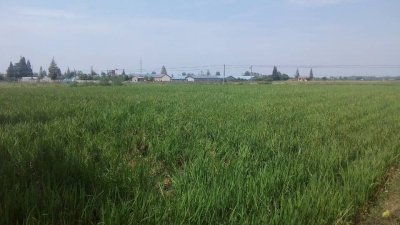 土地连片耕种“沙洋模式”叫响全国