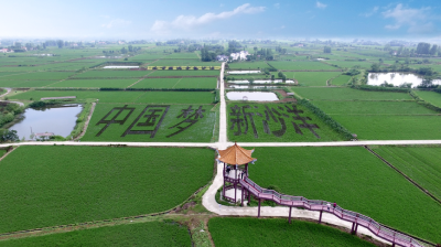 紫色水稻为“美丽乡村”旅游添亮点