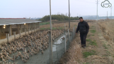 周永远：养鸭铺就脱贫致富路