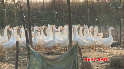 贺秀平：养鹅谋脱贫 欢唱致富歌