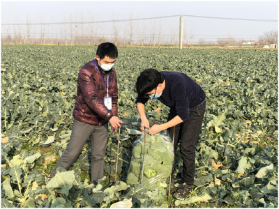城里来的“收菜工”