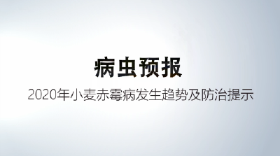 2020年小麦赤霉病发生趋势及防治提示