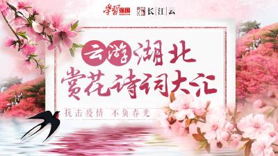 居家抗疫 云上赏花丨东湖樱花慢直播