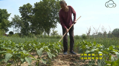 王执安：照顾病妻不离不弃 自强不息种菜脱贫 