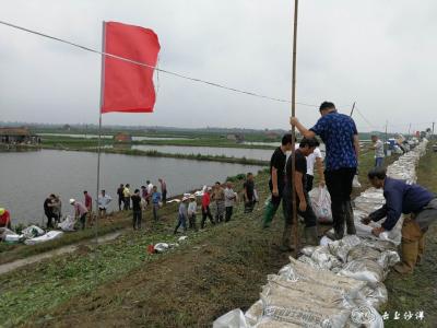沙洋:后港镇外乔子湖沿岸筑堤加固严防死守