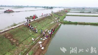 【省市媒体看沙洋】长湖水降警戒不松，沙洋加固子堤保安全