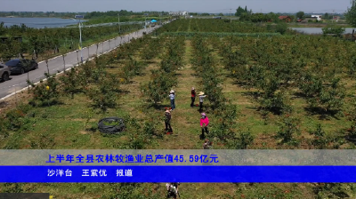 上半年全县农林牧渔业总产值45.59亿元