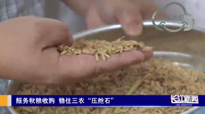服务秋粮收购 稳住三农“压舱石”