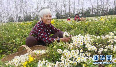 【央媒看沙洋】湖北沙洋：120亩“致富菊”盛开