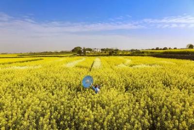 【媒体聚焦】最美沙洋油菜花海！2021年湖北省油菜花节盛大开幕啦！