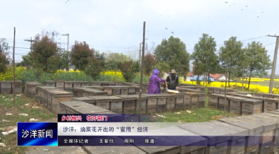 V视丨沙洋：油菜花开出的“蜜用”经济