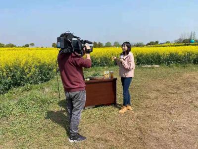 央视直播镜头聚焦沙洋大美油菜花海