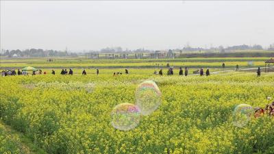 诵张池油菜花、雷都樱花