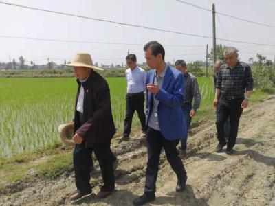 【图说沙洋·学党史】主题日到地头，办实事到心头