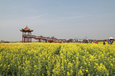 沙洋：油菜花开迎宾来