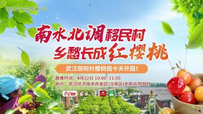 直播：南水北调移民村 乡村长成红樱桃
一棵樱桃树🍒