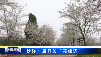 《媒体聚焦》沙洋：盛开的“花经济”