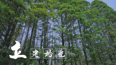 立夏，绿树阴浓夏日长