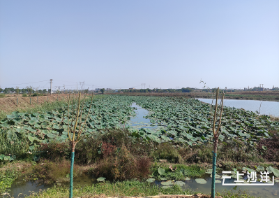 守护一江碧水 共建美丽沙洋