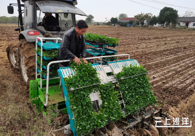 沙洋县引进全程机械化油菜移栽新技术 助力油菜扩面增效