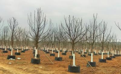 十里铺镇光华村：打造香樟水肥一体化项目 助力高标准花卉苗木建设
