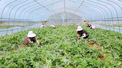 春耕时节授粉忙 西瓜地里种希望