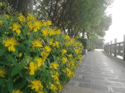 【图说沙洋】西荆河边好风景