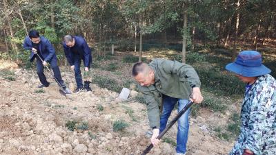 纪山管理处开展古墓葬本体绿植恢复联创活动