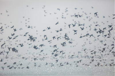 创历史新高！沙洋县冬季水鸟同步调查结果出炉